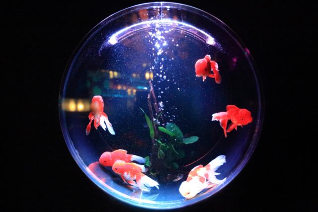Photo par kazuend school of fish in fishbowl
