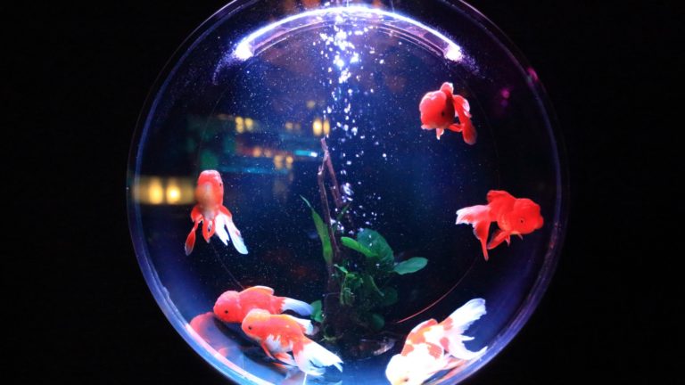 school of fish in fishbowl