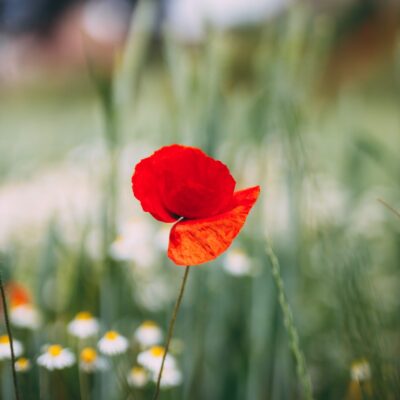 Photo par Brecht Denil red poppy in bloom during daytime