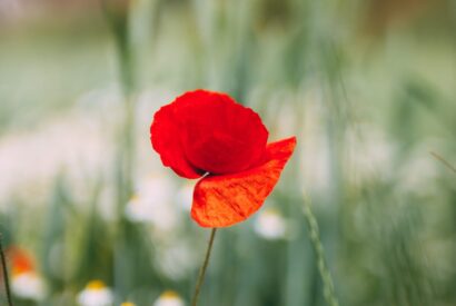 red poppy in bloom during daytime