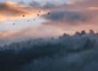 birds flying in the sky