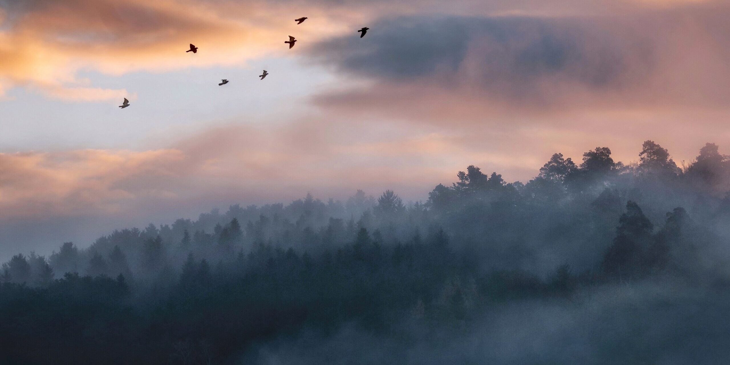 birds flying in the sky