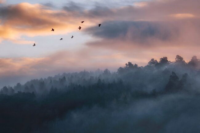Photo par Pascal Debrunner birds flying in the sky
