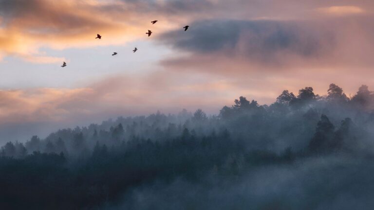 birds flying in the sky