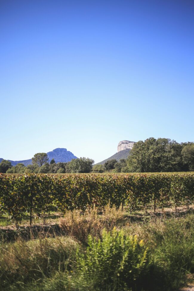 a view of a field with a mountain in the background