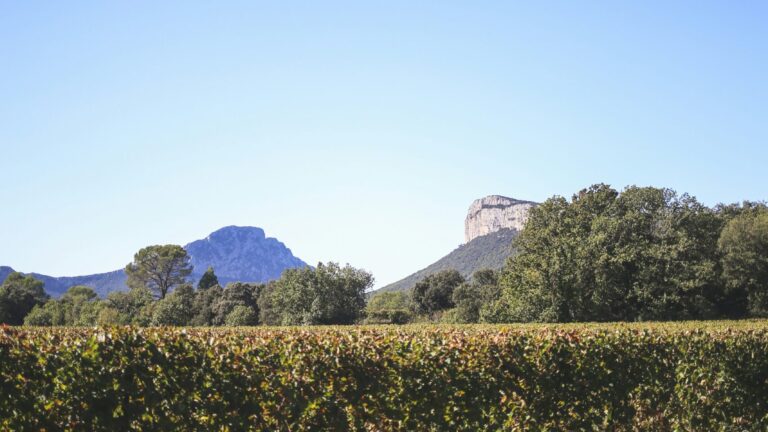 a view of a field with a mountain in the background