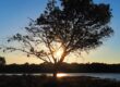 the sun is setting behind a tree near a body of water