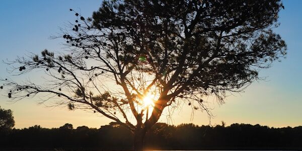 Photo by Carole Hachet the sun is setting behind a tree near a body of water