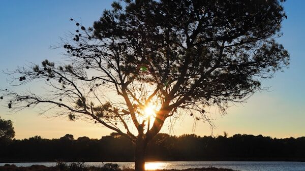 the sun is setting behind a tree near a body of water