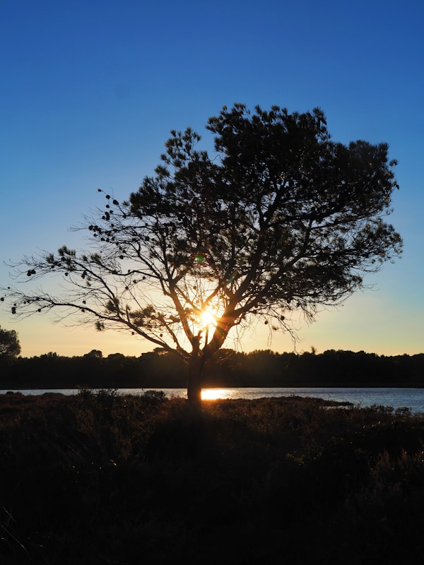 the sun is setting behind a tree near a body of water